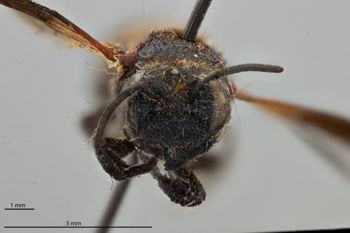 Media type: image;   Entomology 792139 Aspect: head frontal view